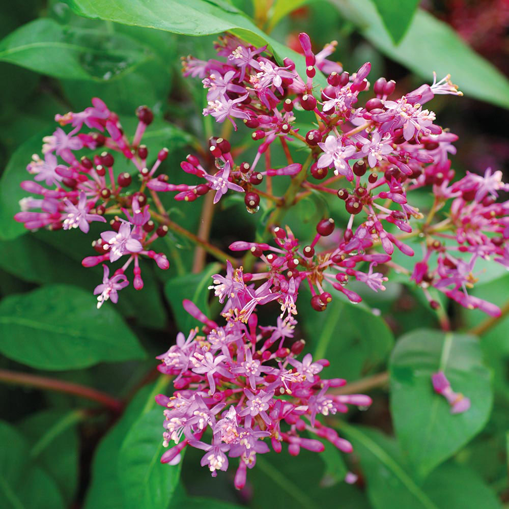 Fuchsia arborescens 'BluTini'