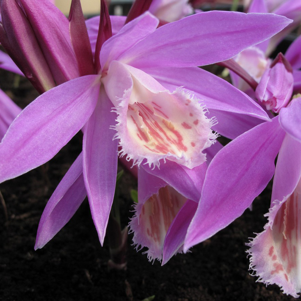 Pleione 'Vivaldi'