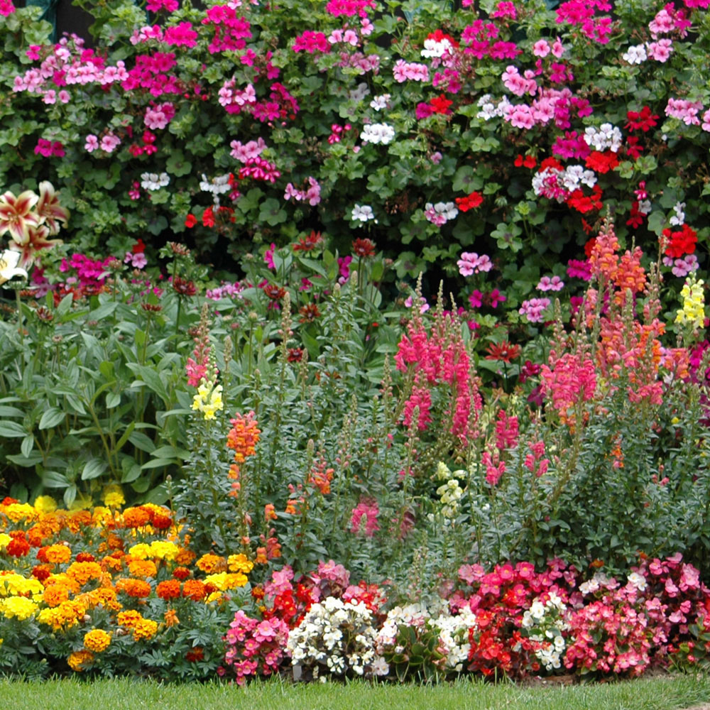 Nurserymans Choice Annual Summer Bedding Mix