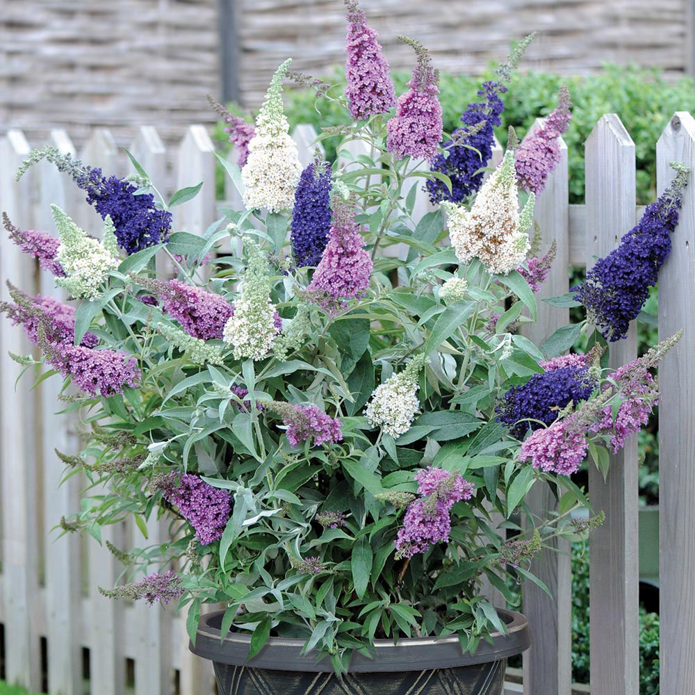 Buddleja 'Buzz&reg; 3 in 1'