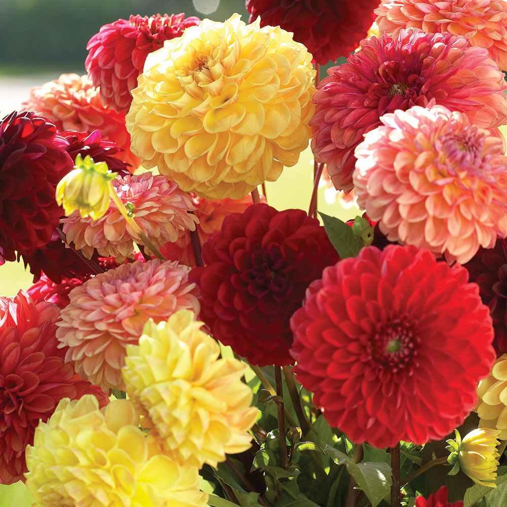 Dahlia variabilis 'Pompone Mixed'