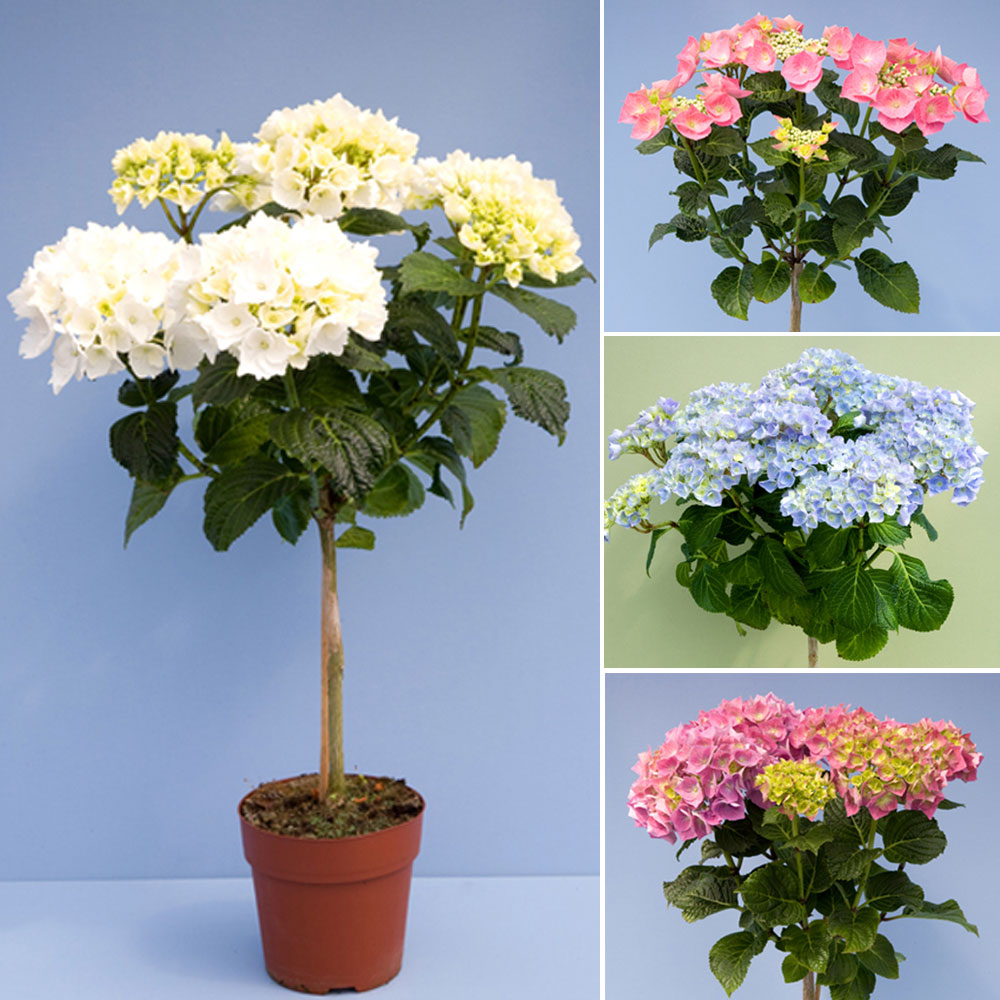 Hydrangea Standard