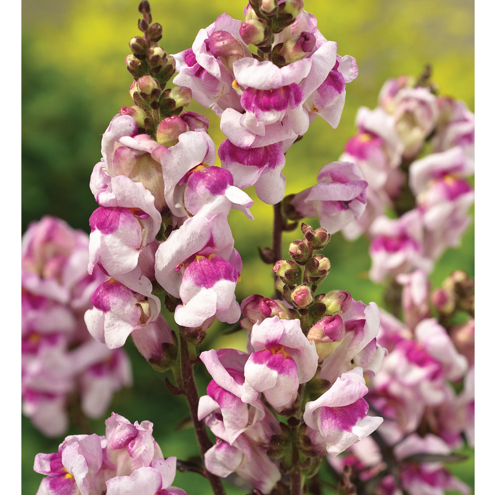 Antirrhinum 'Bronze Dragon' (Seeds)