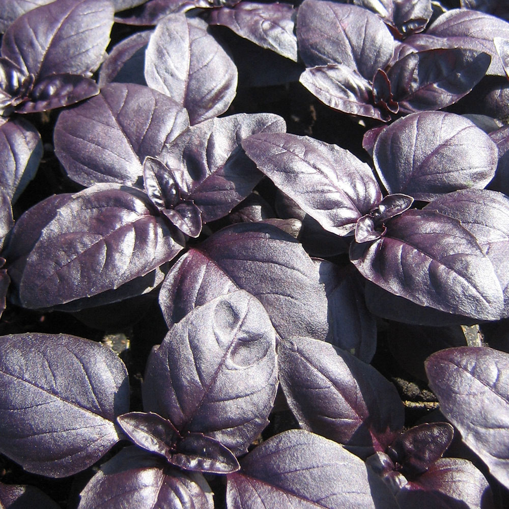 Herb Basil 'Crimson King' (Seeds)