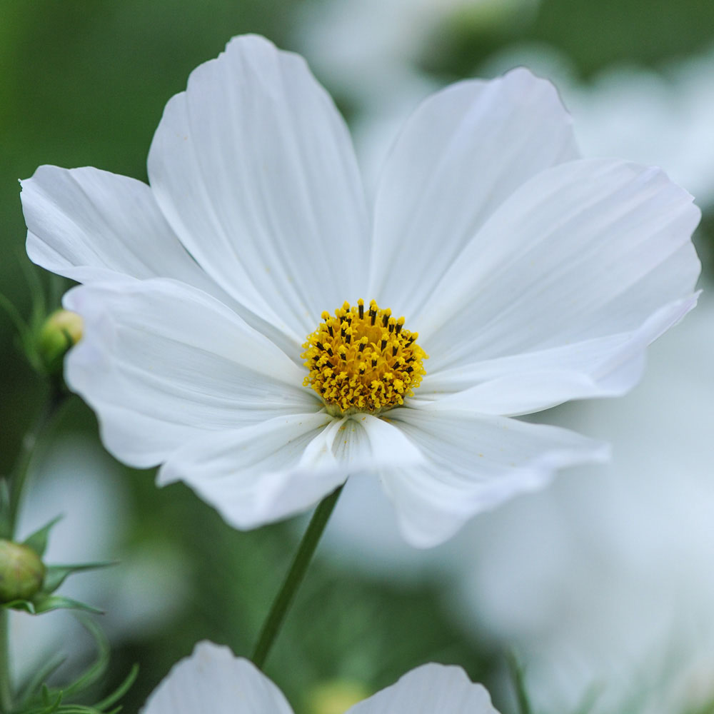 Cosmos bipinnatus 'Purity' (Seeds)