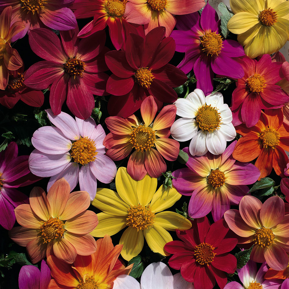 Dahlia coccinea 'Victoriana Mix' (Seeds)