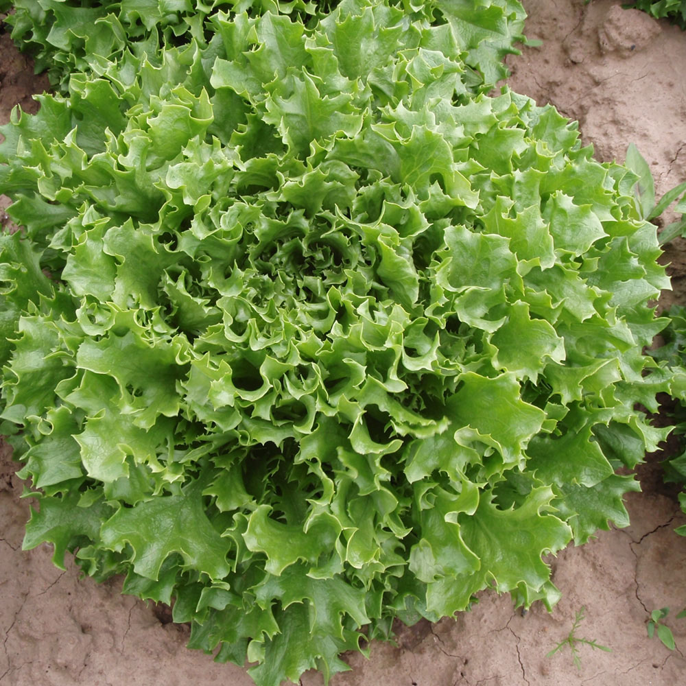 Lettuce 'Mazur' (Seeds)