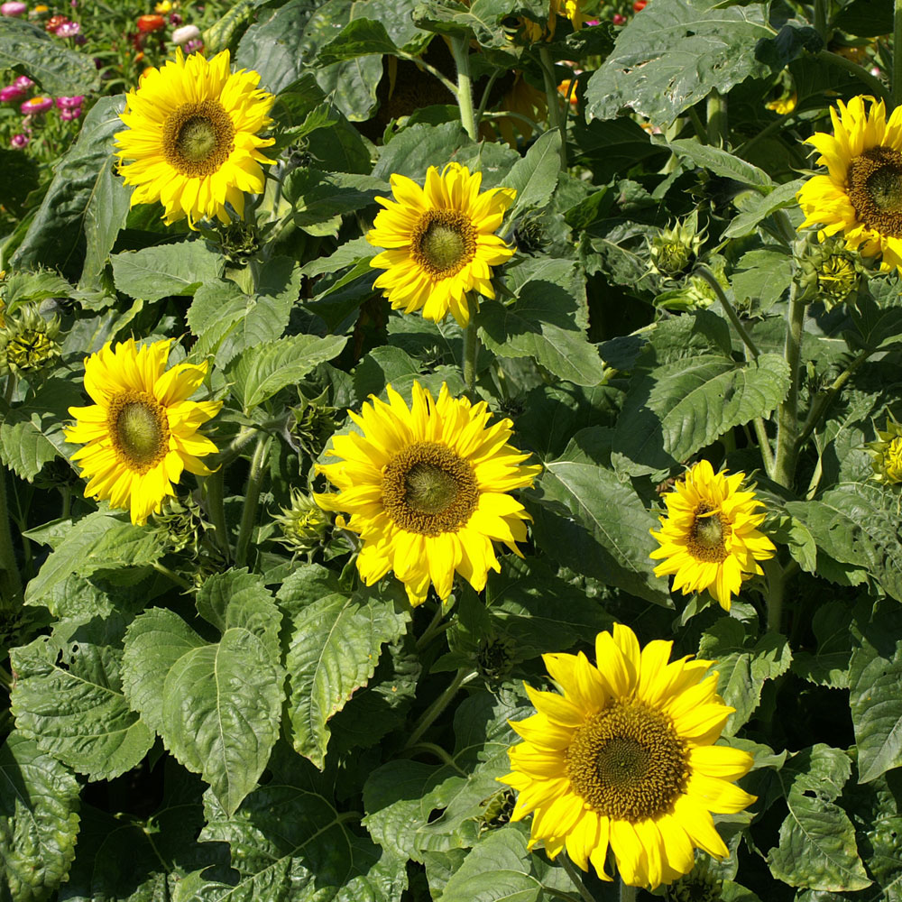 Sunflower 'Topolino' (Seeds)