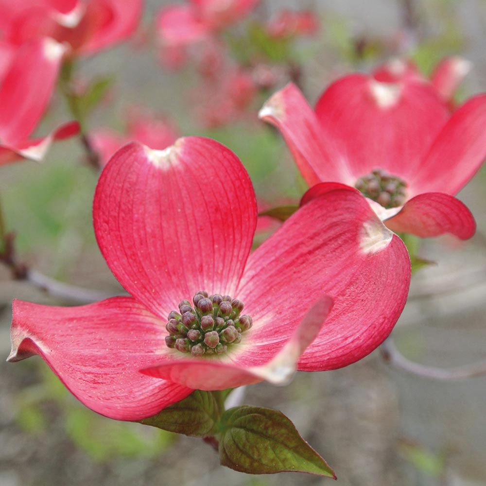 Cornus 'Royal Red'