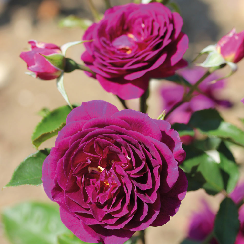 Rose 'Ebb Tide'