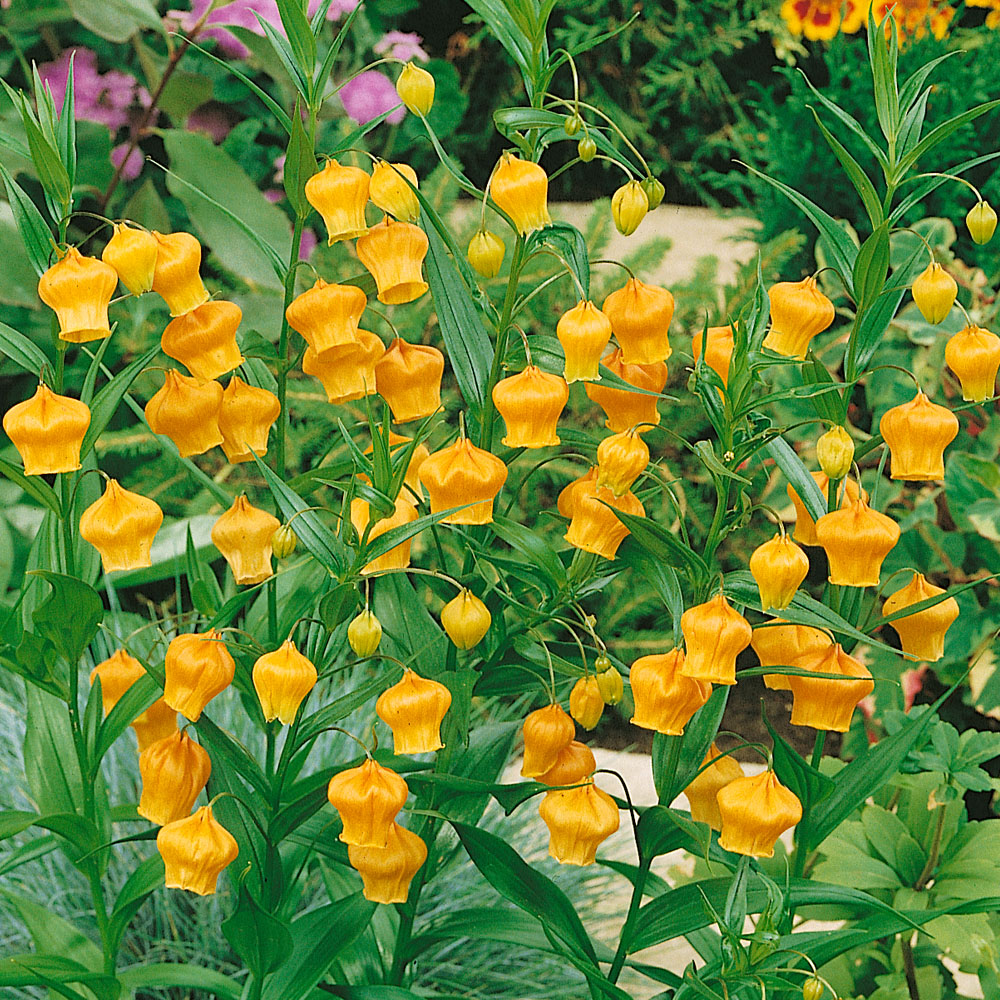 Sandersonia aurantiaca