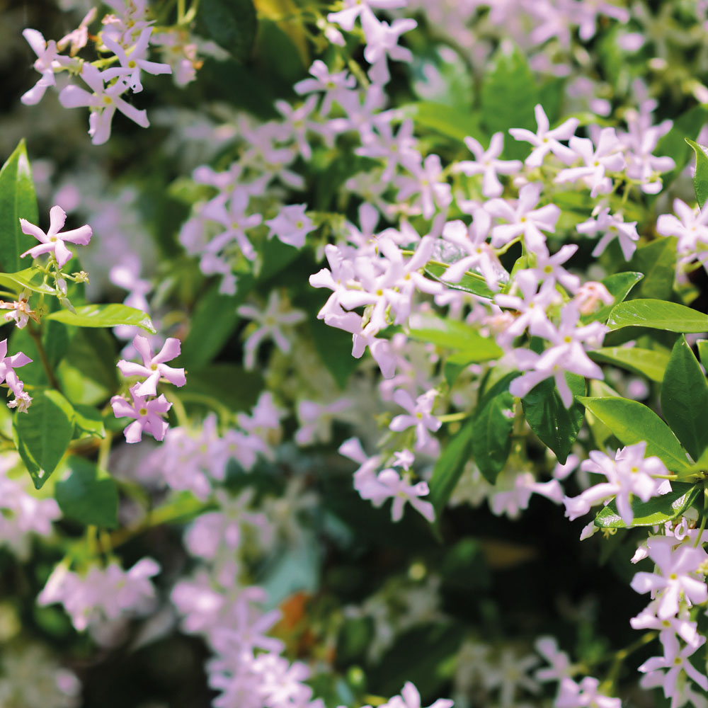 Trachelospermum 'Pink Showers'