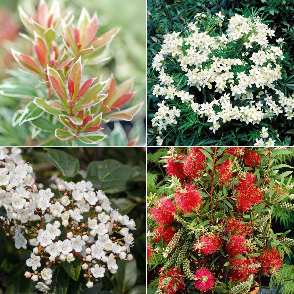 Nurserymans Choice Everlasting Shrub Collection