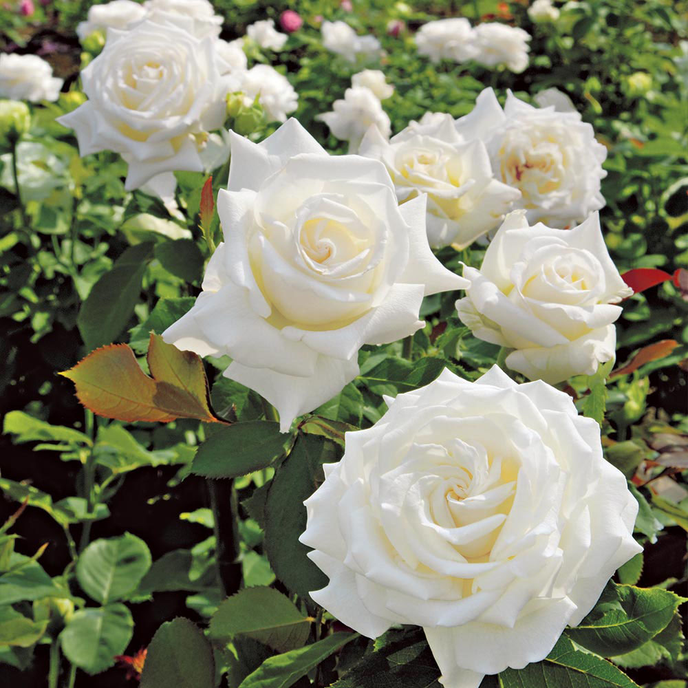 Rose 'Pope John Paul II '