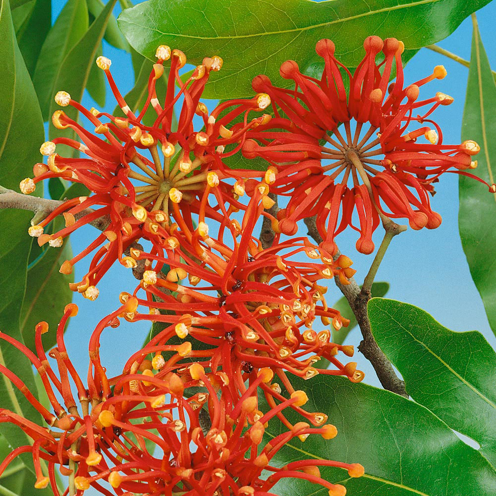 Stenocarpus 'Firewheel Tree'