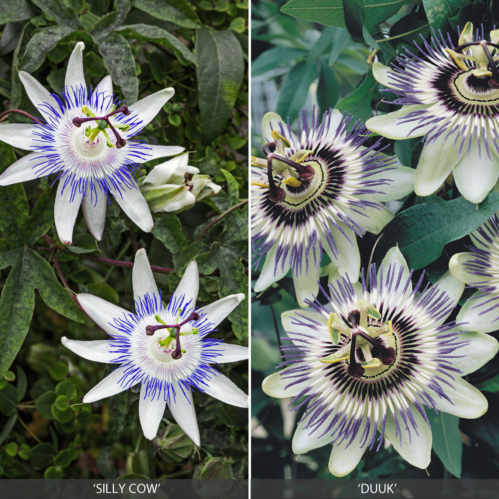 Passiflora Collection