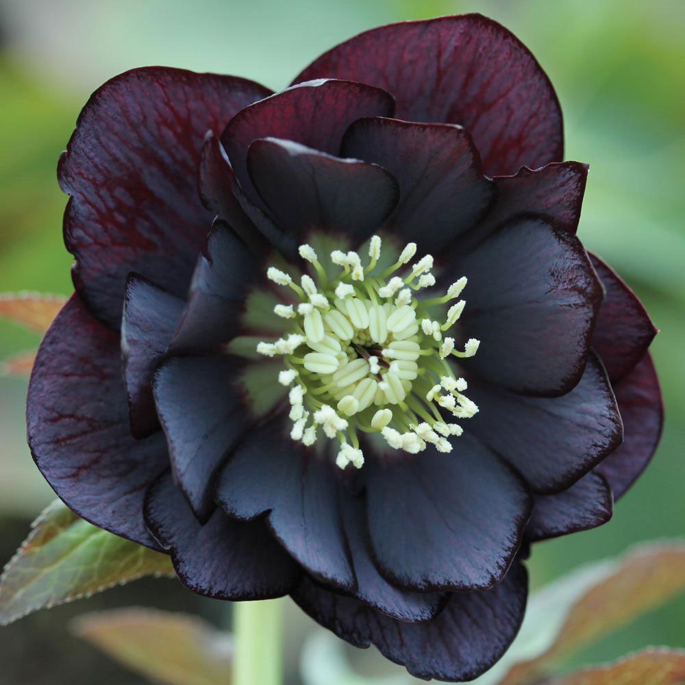 Hellebore 'Black Swan'