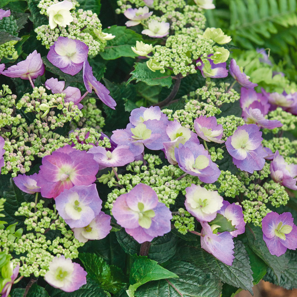 Hydrangea macrophylla 'Blueberry Cheesecake'