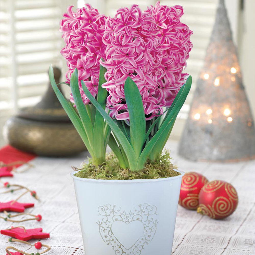 Hyacinth 'Pink Pearl'