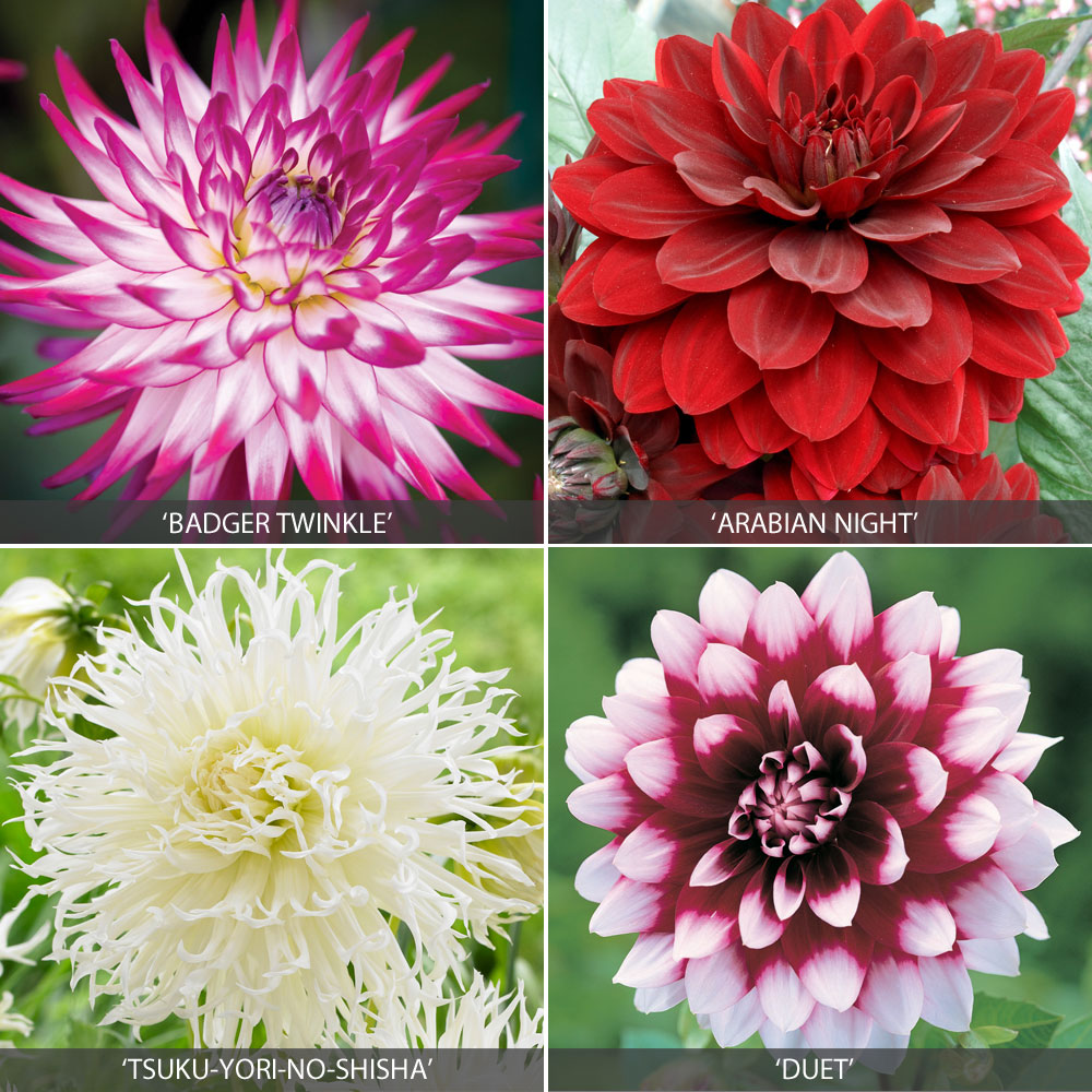 Dahlia 'Delightful Collection'