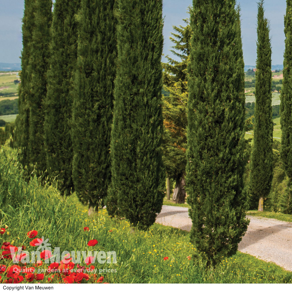 Italian Cypress