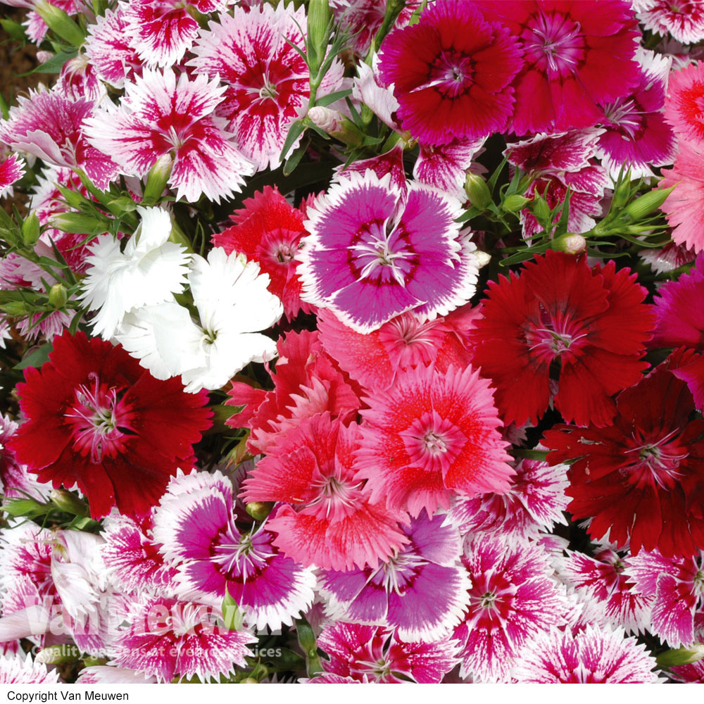 Sweet William 'Festival Mixed'