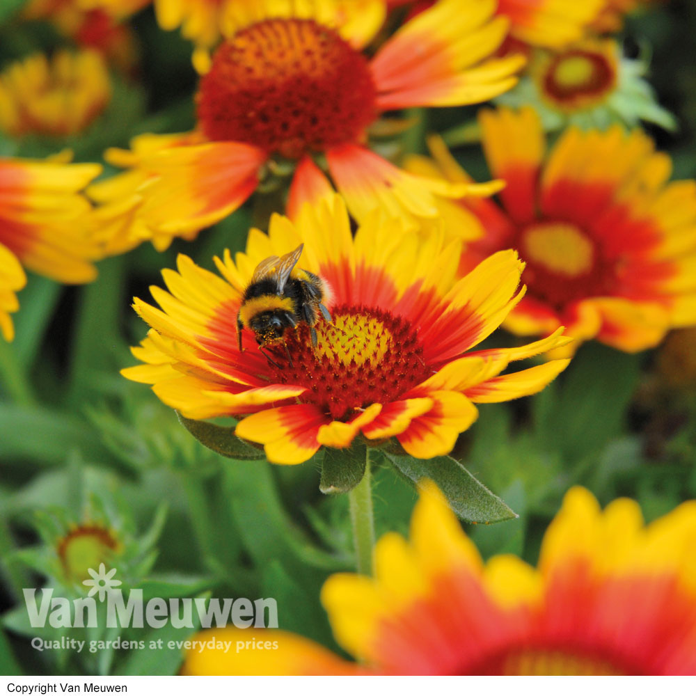 Gaillardia 'Arizona Sun'