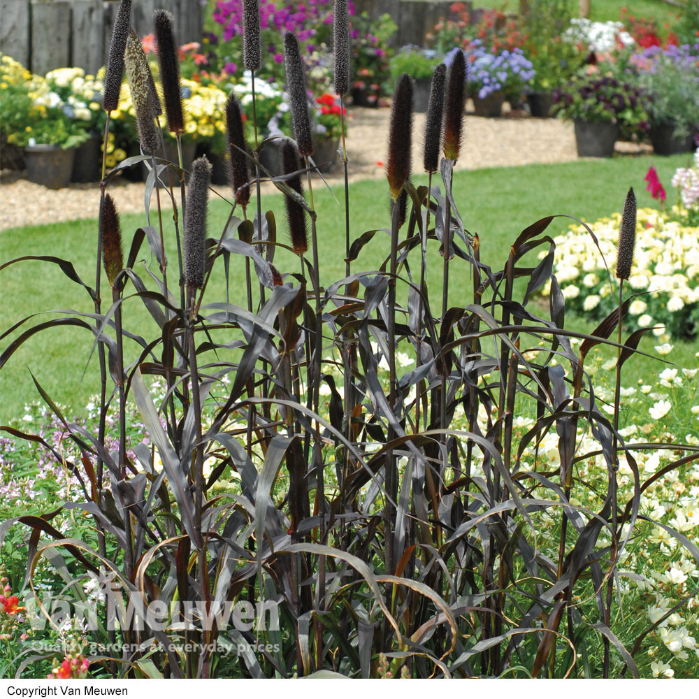 Pennisetum glaucum 'Blackjack'