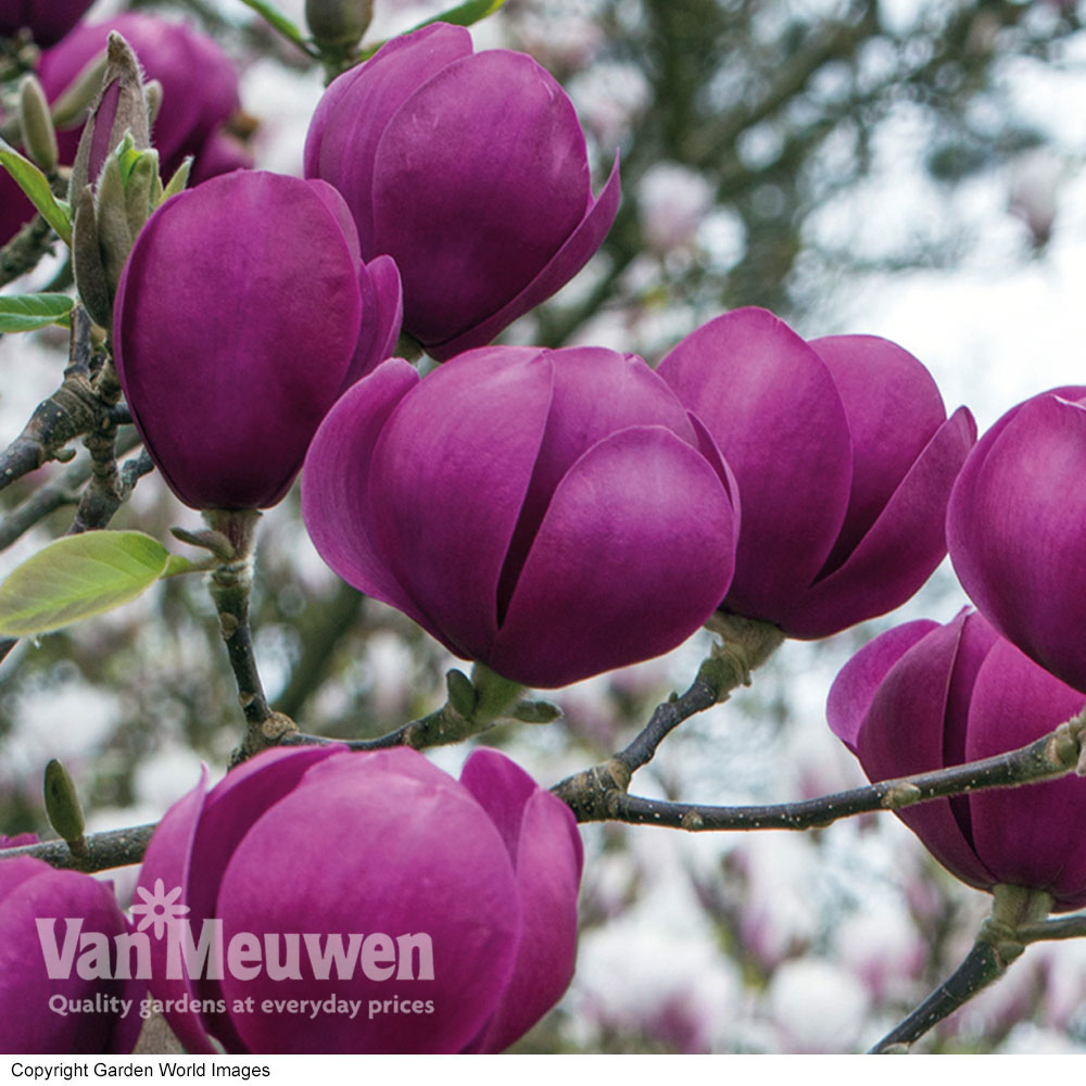 Magnolia 'Black Tulip'