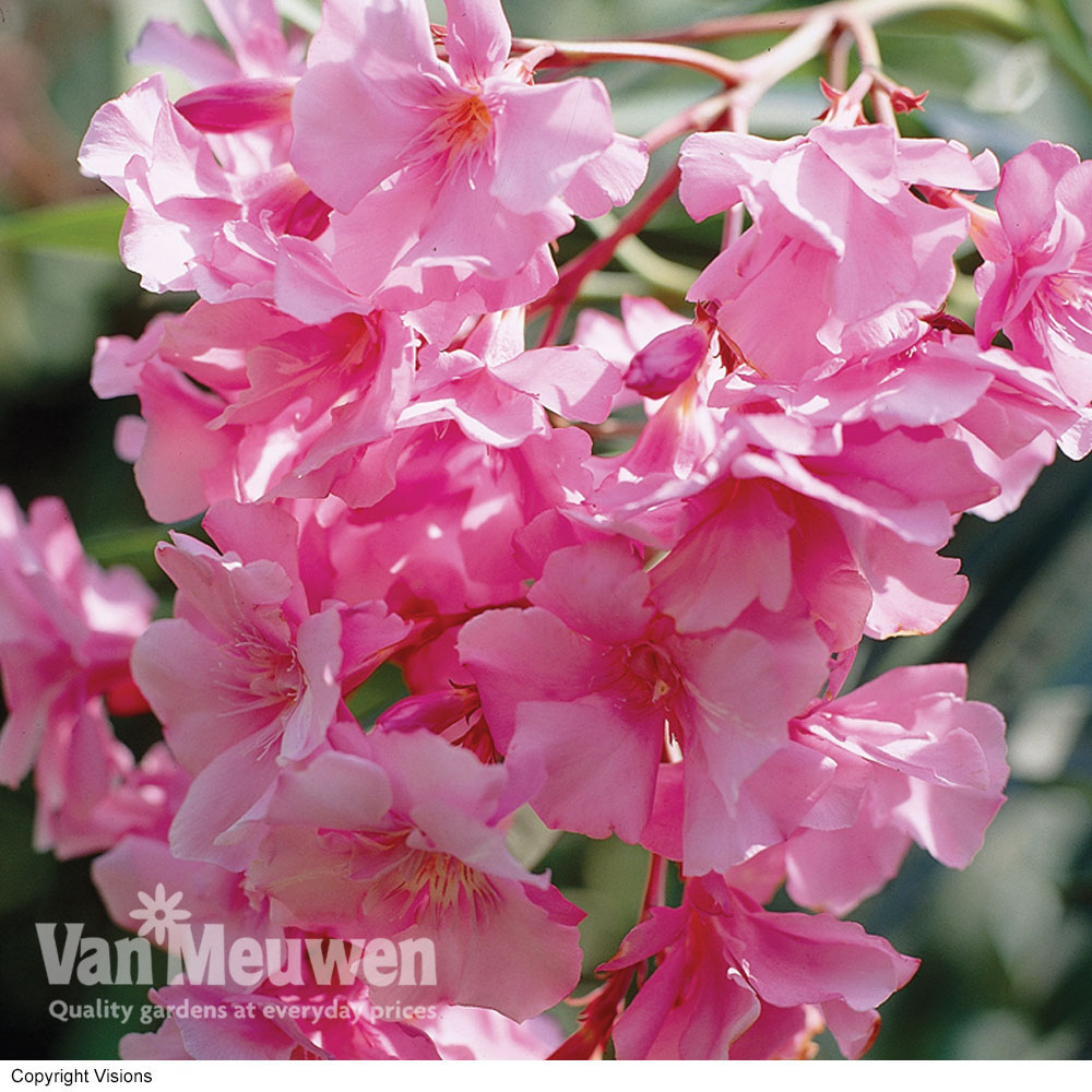 Oleander 'Pink'