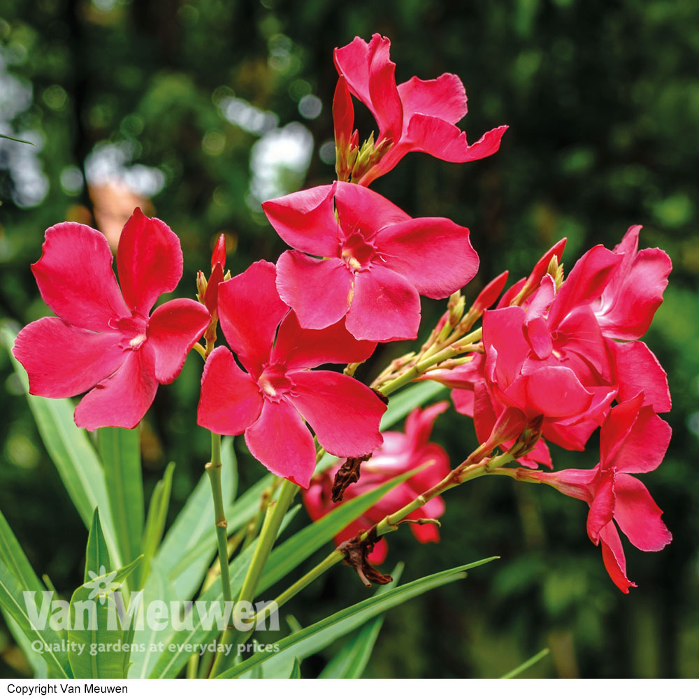 Oleander 'Red'