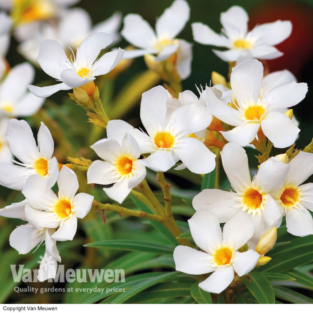 Oleander 'White'