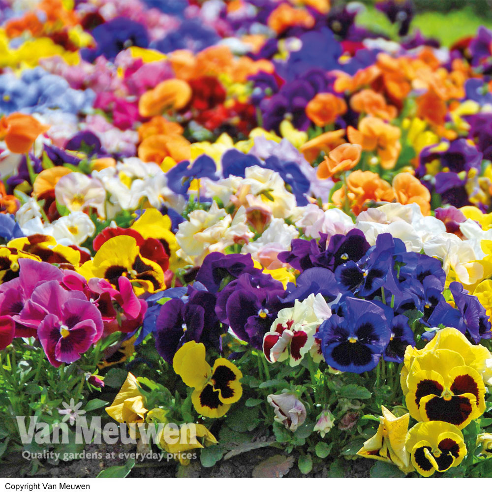 Pansy 'Matrix&trade; Mixed'