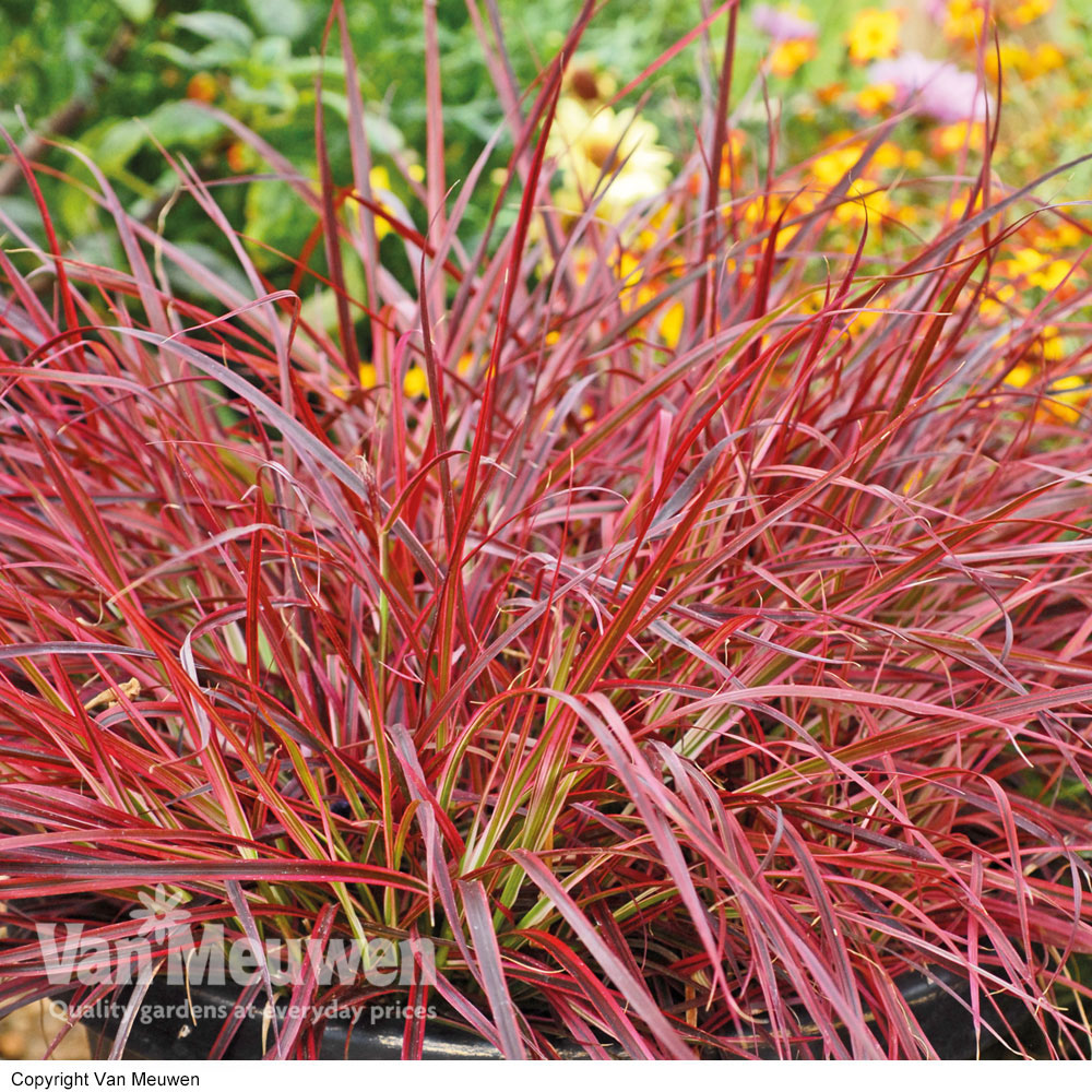 Pennisetum x advena 'Fireworks'