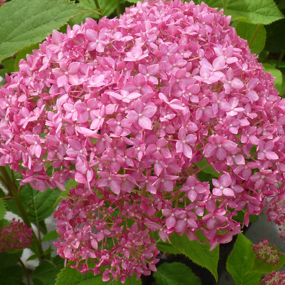 Hydrangea arborescens ' Pink Annabelle'