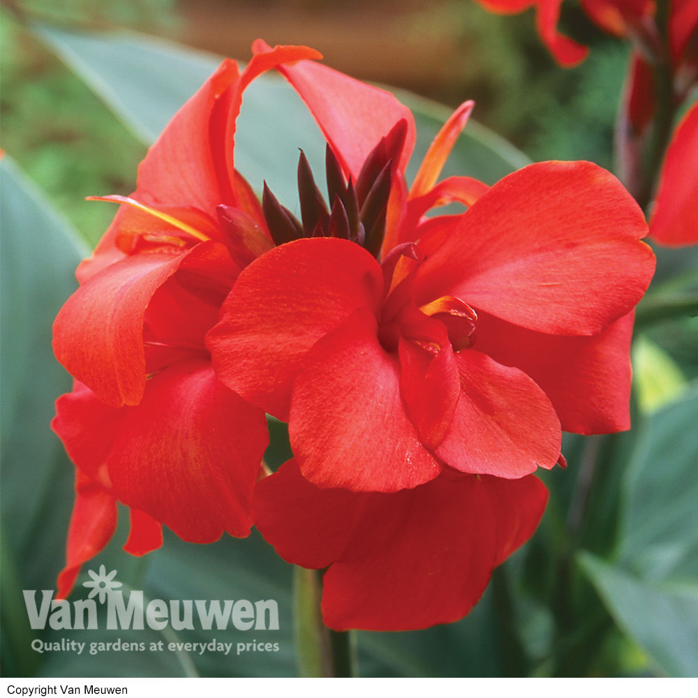 Canna x generalis 'Cannova Red'