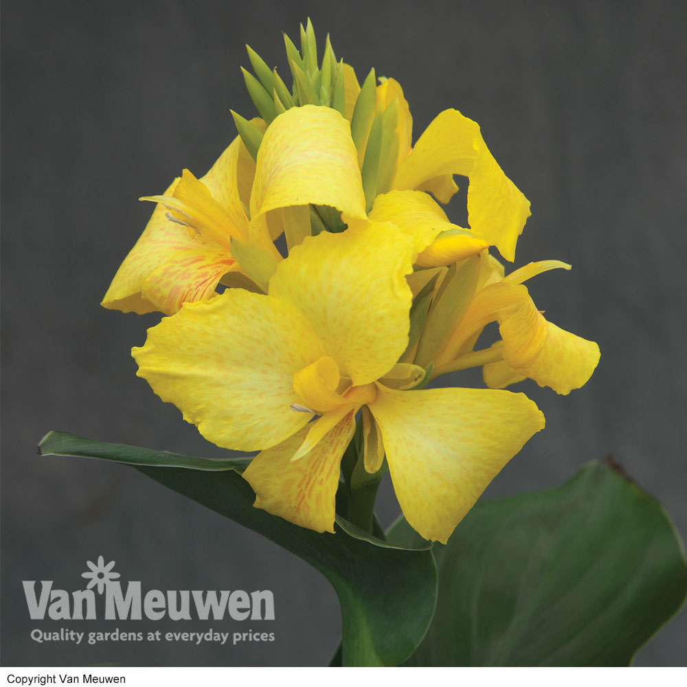 Canna x generalis 'Cannova Yellow'