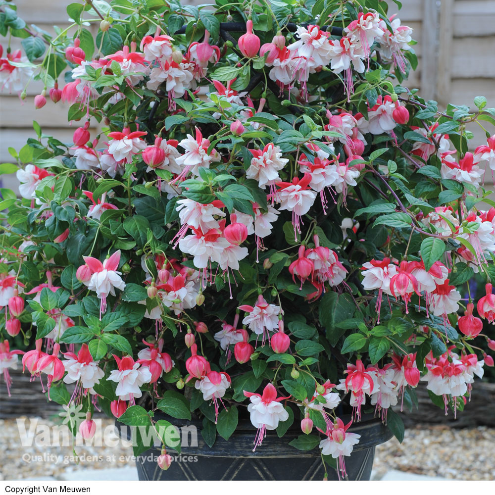 Fuchsia 'Swingtime'