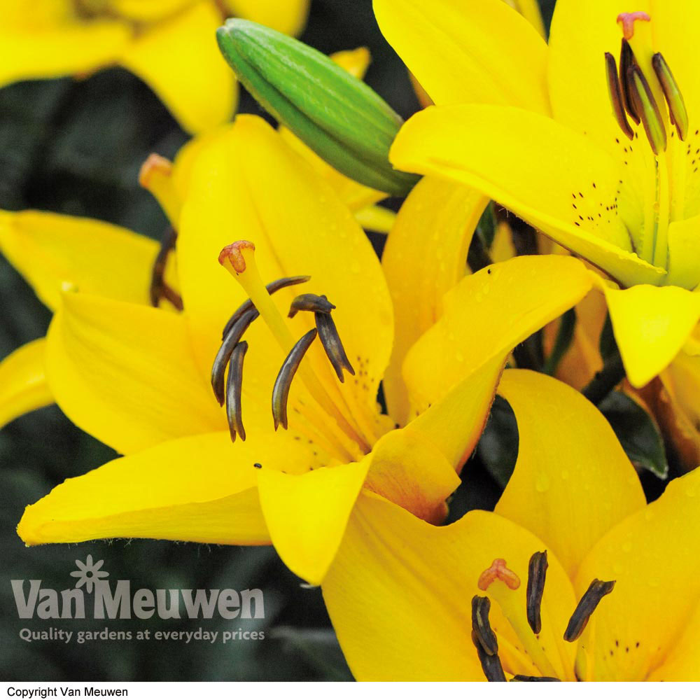 Lily 'Defender Yellow'