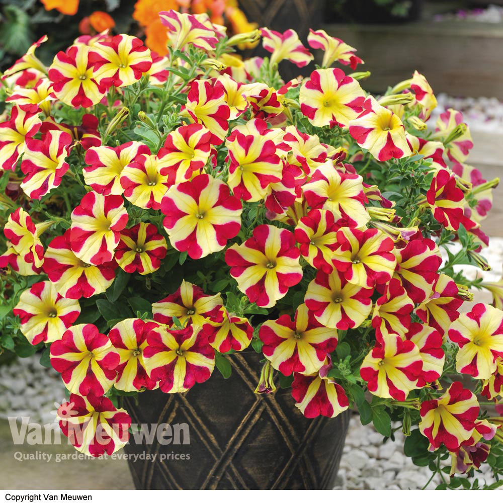 Petunia 'Amore Queen of Hearts'