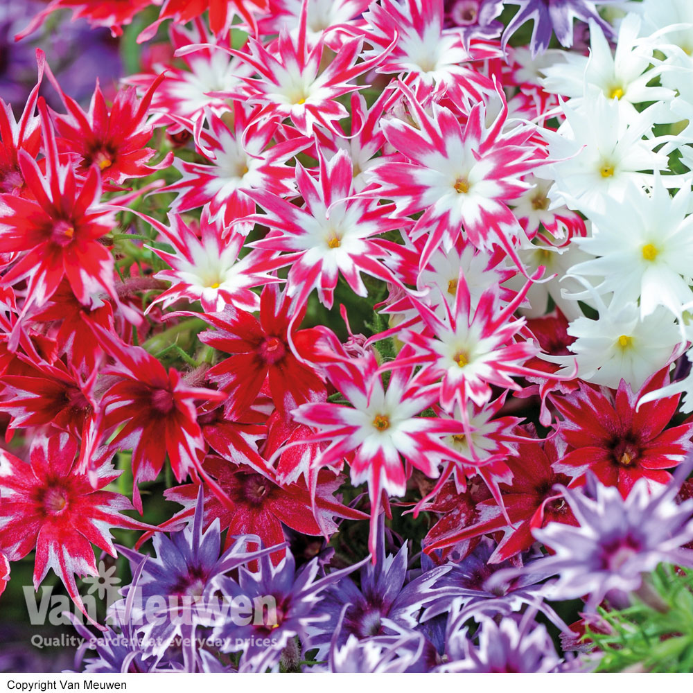 Phlox 'Pop Stars Mixed'