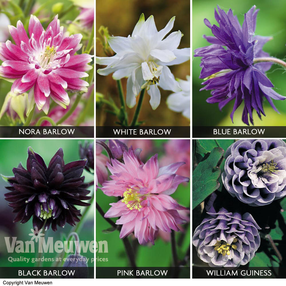 Aquilegia Collection