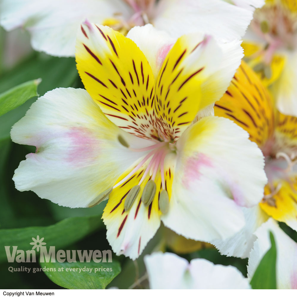 Alstroemeria 'Inca Smile'