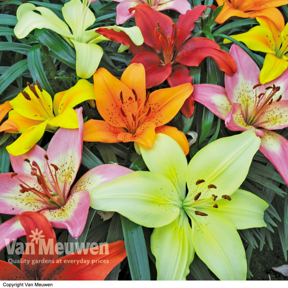 Lily 'Joy Mixed'