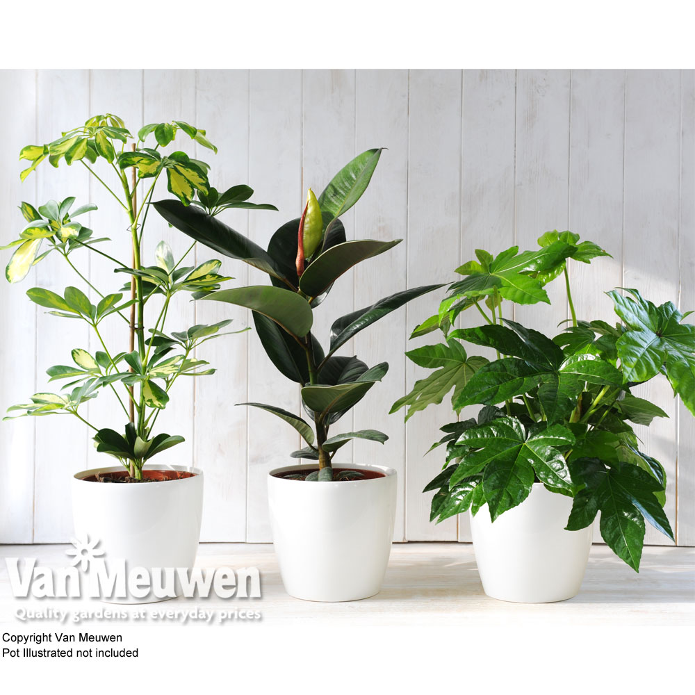 Scandi Houseplant Collection