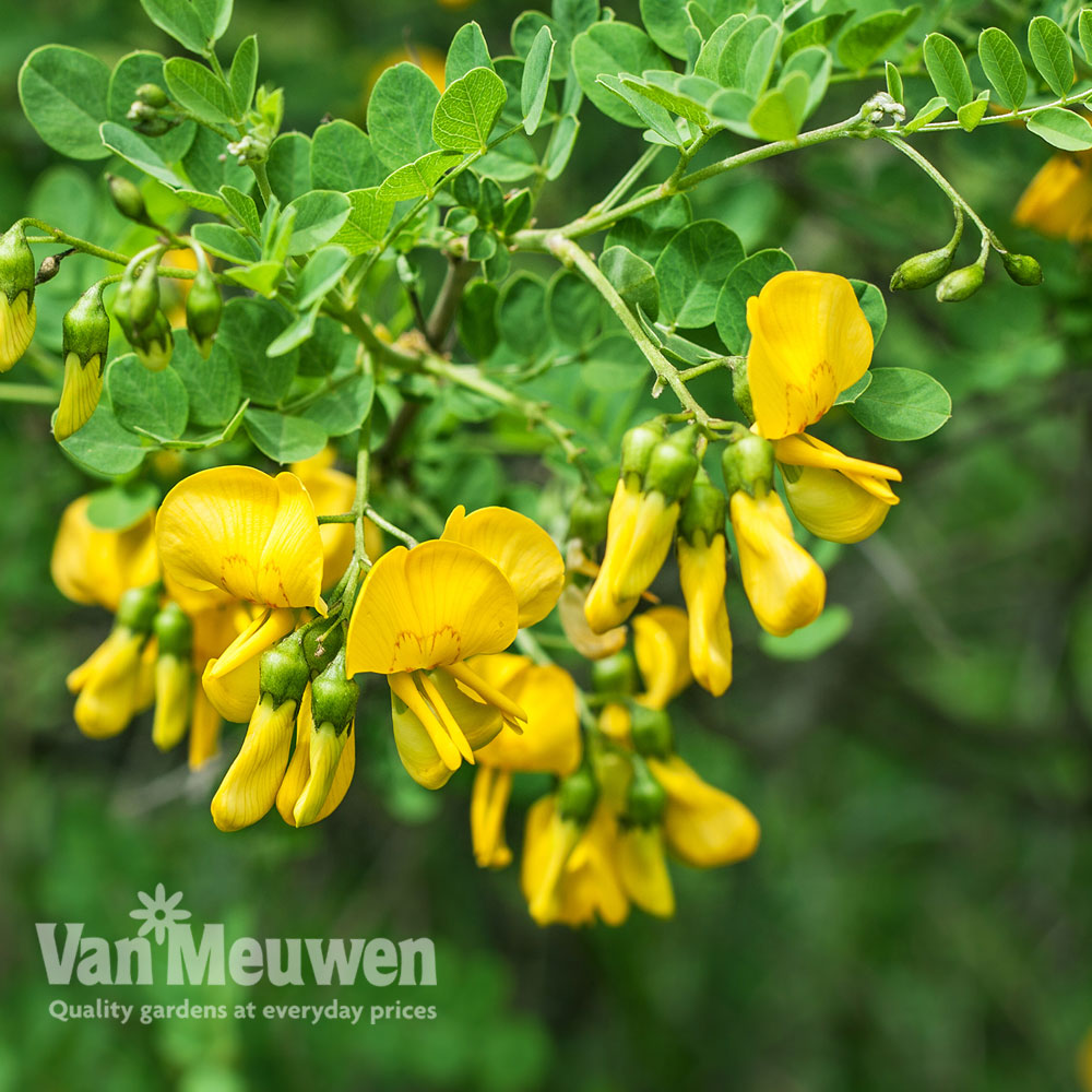 Caragana arborescens 'Walker'