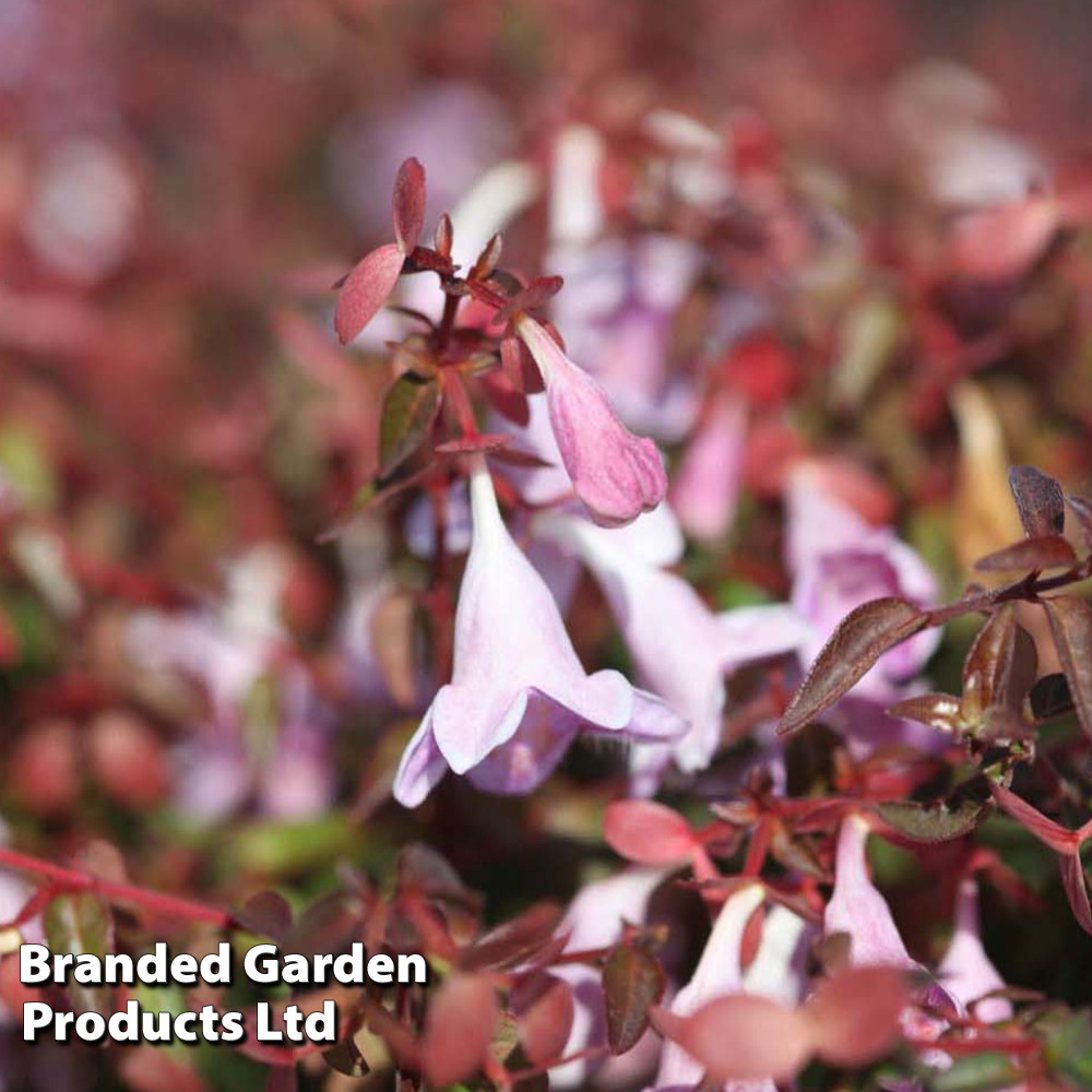 Abelia 'Pinky Bells' at Van Meuwen