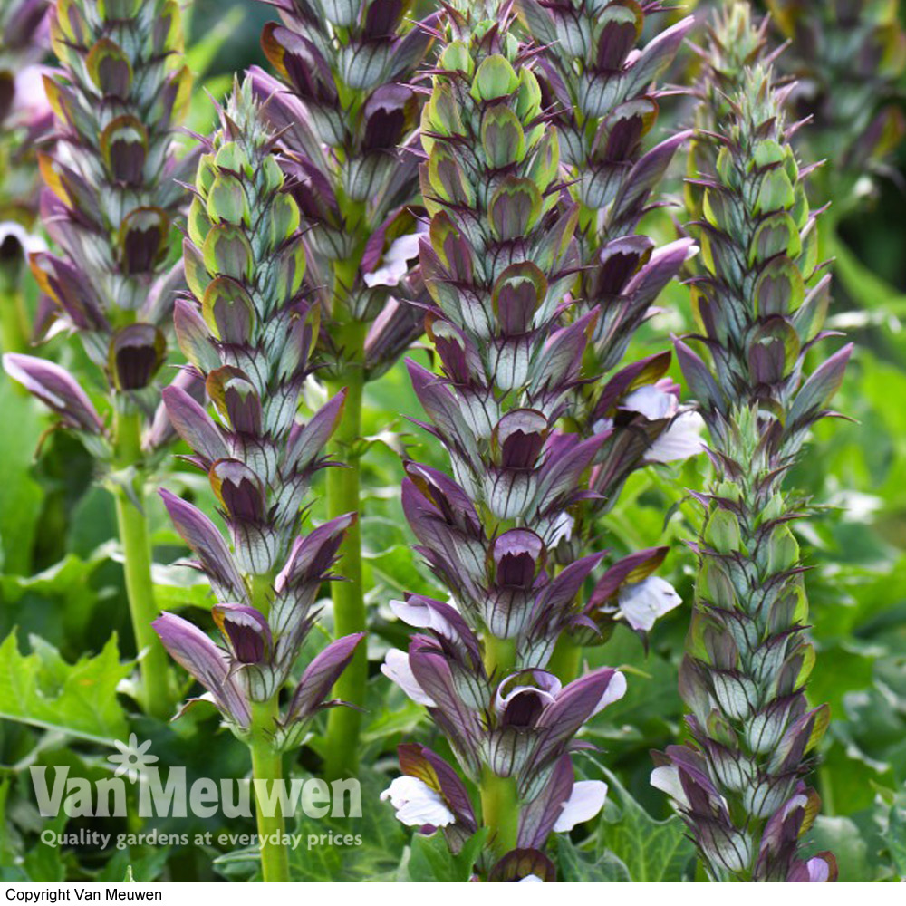 Acanthus mollis