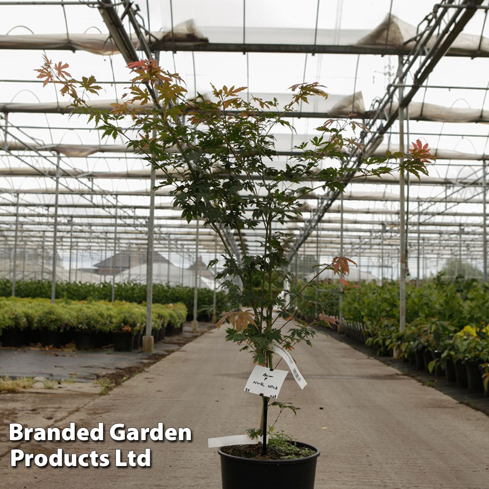 Acer pseudosieboldianum 'North Wind' at Van Meuwen