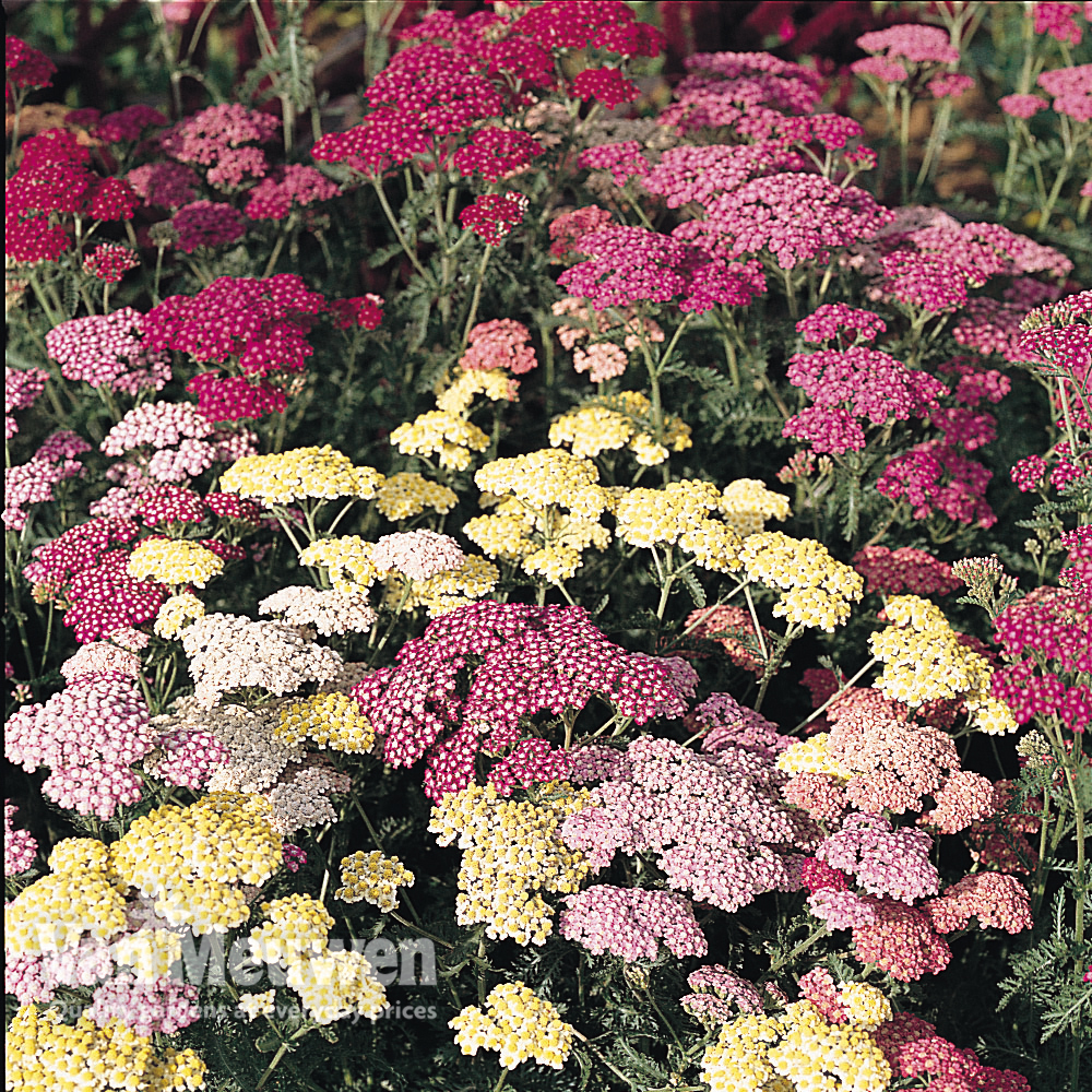 Achillea millefolium 'Summer Pastels'